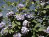 Clematis hybrida 'Blue Light' - plamének