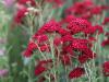 Achilea millefolium 'Red Velvet' - řebříček obecný