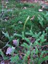 Lycopodium clavatum - plavuň vidlačka