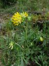 Anthyllis vulneraria - úročník bolhoj