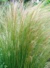Nassella tenuissima - nasela