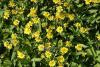 Arnica chamissonis - arnika, prha