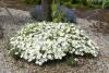 Arenaria montana - písečnice horská
