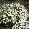 Arenaria montana - písečnice horská