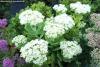 Sedum spectabile 'Stardust' - rozchodník nádherný