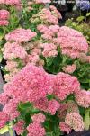 Sedum 'Herbstfreude' - rozchodník