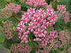 Sedum 'Abbey Dore' - rozchodník