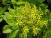 Sedum takesimense - rozchodník