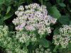 Sedum spectabile 'Briliant' - rozchodník