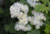 Thalictrum aquilegifolium 'Album' - žluťucha orlíčkolistá