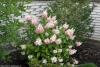 Hydrangea paniculata 'Pinky Winky'® - hortenzie latnatá