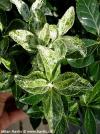 Euonymus japonicus 'Pierrolino'® - brslen japonský