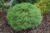 Thuja occidentalis 'Mr Bowling Ball' - zakrslý zerav západní