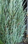Juniperus scopulorum 'Blue Arrow' - jalovec skalní