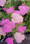 Achillea 'Desert Eve Deep Rose' - řebříček