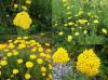 Achillea filipendulina - řebříček tužebníkový