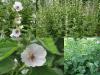Althaea officinalis - proskurník lékařský