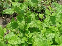 Melissa officinalis - meduňka lékařská