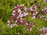 Origanum vulgare - dobromysl obecná