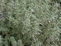Thymus × citriodorus 'Variegatus' - mateřídouška citronová