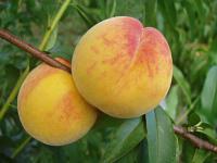 Prunus persica 'Catherina' (NJC 83) - broskvoň