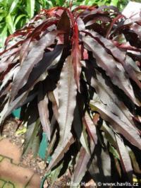 Prunus persica 'Nigra' - broskvoň