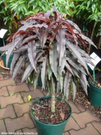 Prunus persica 'Nigra' - broskvoň