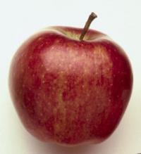 Malus domestica 'Starking' - jabloň