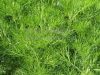 Artemisia abrotanum ssp. procera - pelyněk brotan, boží dřevec