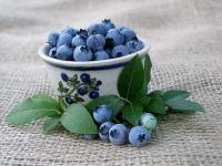 Vaccinium corymbosum - brusnice chocholičnatá, kanadská borůvka (TIP ZC CS)