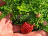 Mentha species 'Erdbeerminze' - máta jahodová