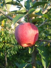 Ochrana zahradních plodin: Jabloń zimní Florina (KOHAPLANT)