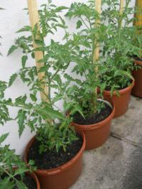 Rajčata v květináči