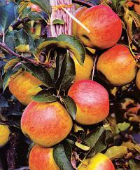 Podzimní výsadba stromů: jabloň