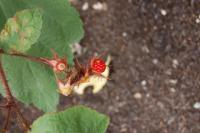 Ovocná zahrada - zima se neptá: Japonská vinná ostružina Rubus illecebrosus, foto 3