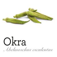 Abelmoschus esculentus - okra (KNIŽNÍKLUB)