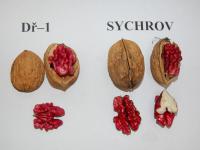 Cukrářské ořechy: Odrůda Sychrov ve srovnáni s Dř 1