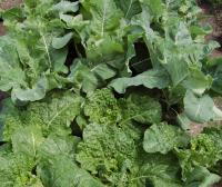 Zelenina v létě: Raná kapusta a raný květák