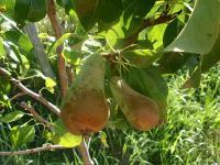 Hrušeň - letní řez: odrůda 'Konference'