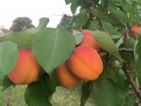 Meruňkám prospívá slunné místo