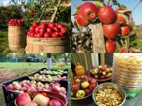 Jablka -  sklizeň a uskladnění