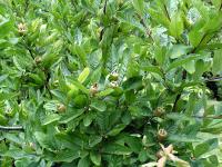 Mespilus germanica - mišpule německá: mladé plody