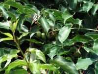 Nemrznoucí kiwi - Actinidia arguta, a. kolomikta: rostlina s plody