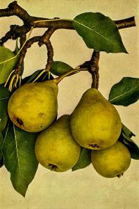 Pyrus communis  'Magdalénka' - hrušeň obecná