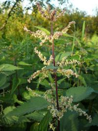 Kopřiva dvoudomá (Urtica dioica)