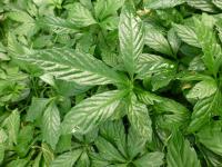 Gynostema pětilistá (Gynostemma pentaphyllum)