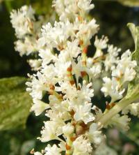 Křídlatka japonská (Fallopia japonica variegata)