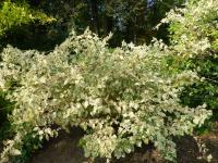 Křídlatka japonská (Fallopia japonica variegata)