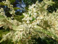 Křídlatka japonská (Fallopia japonica variegata)