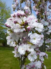 Sakura ozdobná 'Amanogawa' - větévka s květy